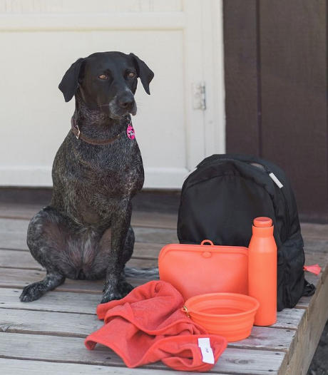 backpack travel with dog Juno Dog Co. Doggy Travel Backpack, Black